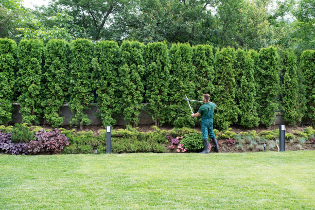 Best Hedge Trimming  in Weed, CA